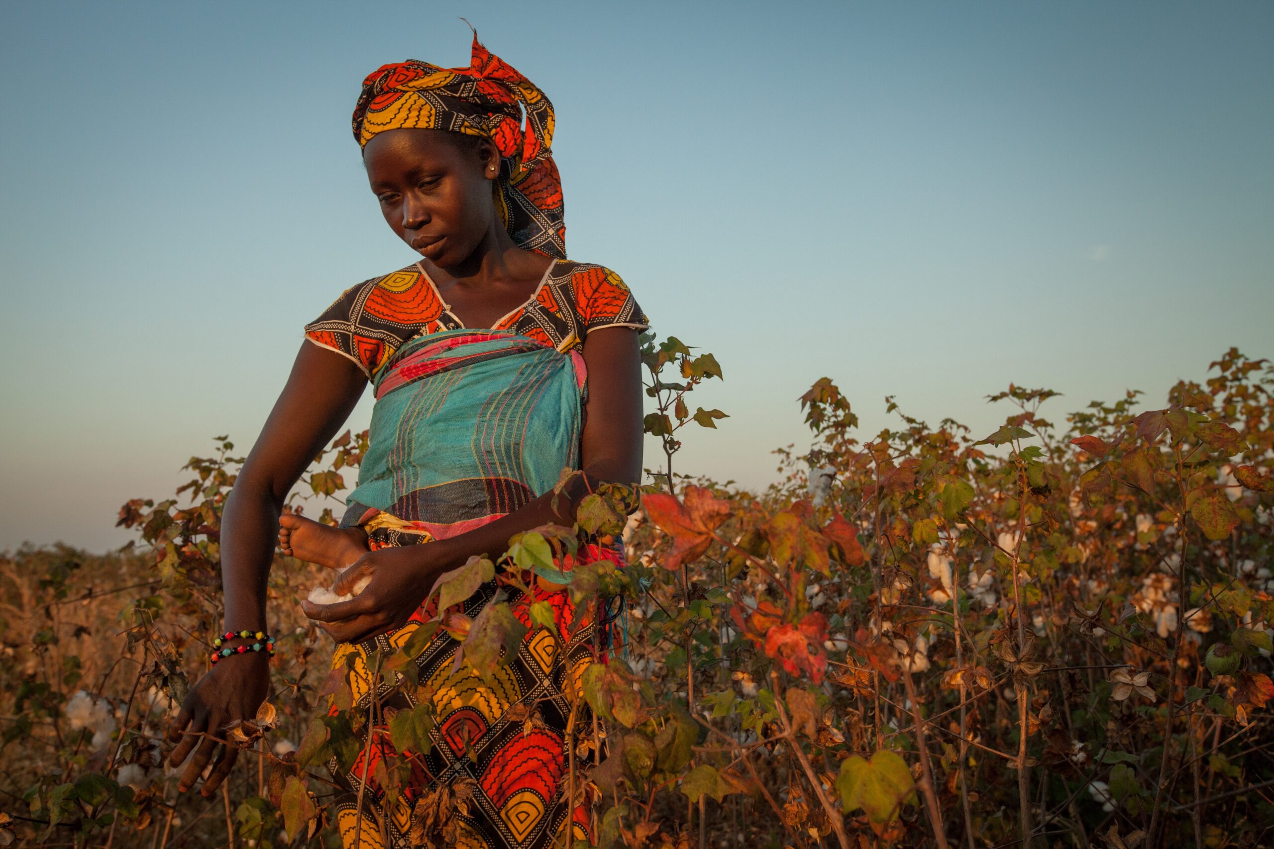 Nainen afrikkalaisella puuvillapellolla.