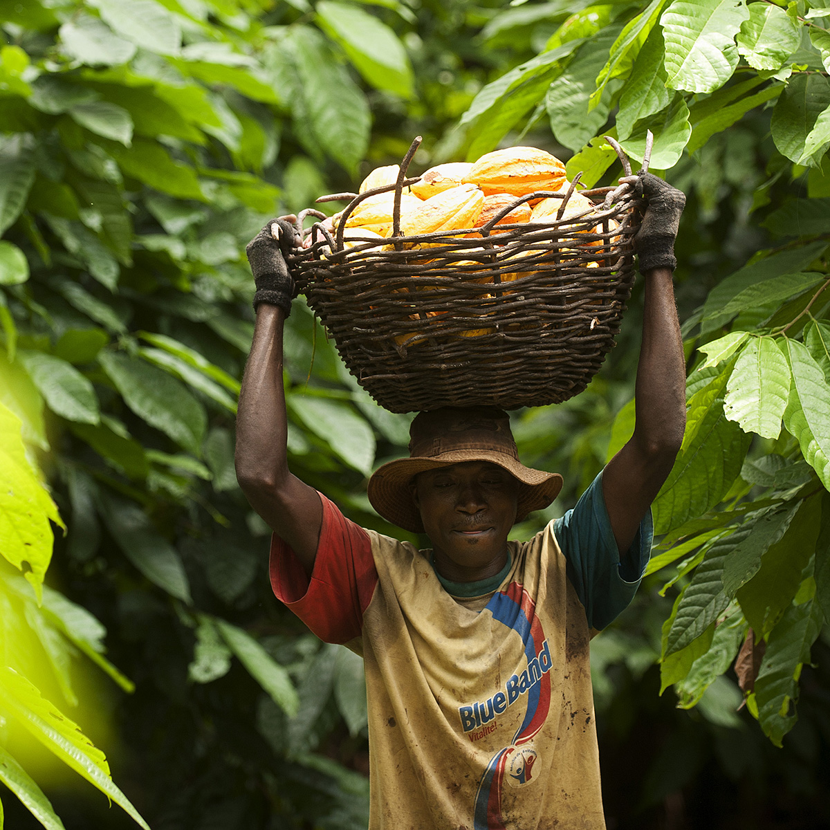 Suurin osa kuluttamastamme kaakaosta tulee Länsi-Afrikasta. Kaakaon pienviljelijät ovat hyvin köyhiä. Reilu kauppa edistää suklaan vastuullista tuotantoa. Kuva: Éric St-Pierre