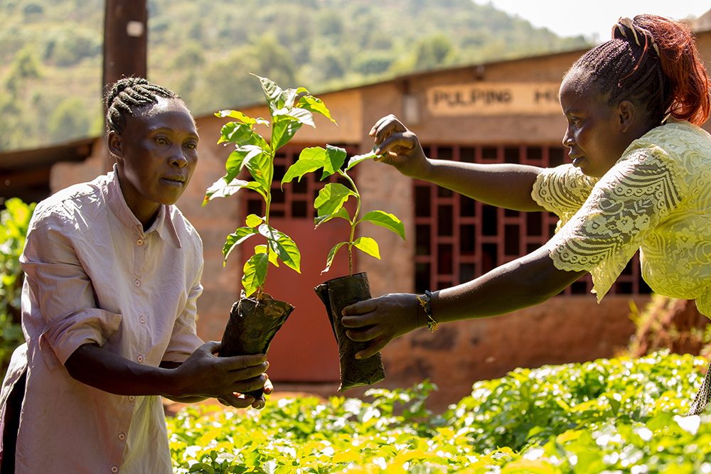 Kaksi kenialaista naistaa istuttaa uusia taimia.
