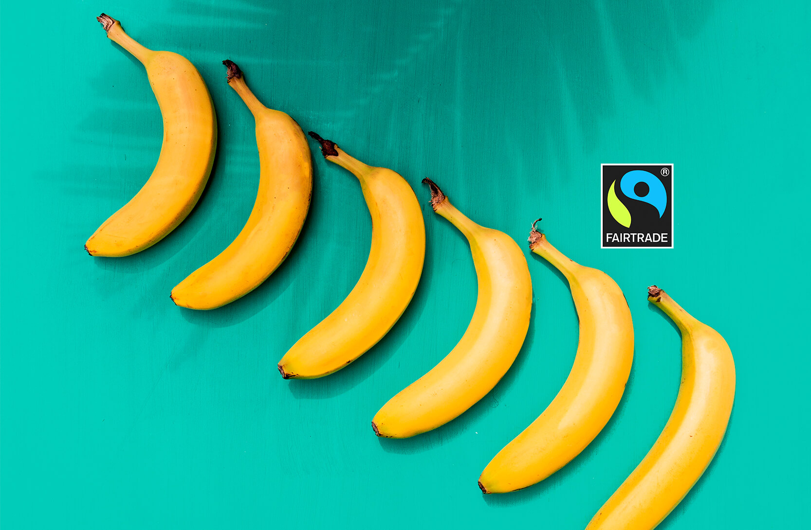 Viisi syytä valita Reilun kaupan tuote. Kuvassa Reilun kaupan banaanirivi.