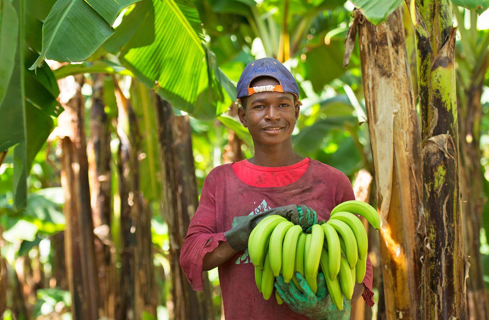 Mikä on todellinen banaanin hinta? Kuvassa Reilun kaupan banaanitilan viljelijä banaanitertun kanssa..