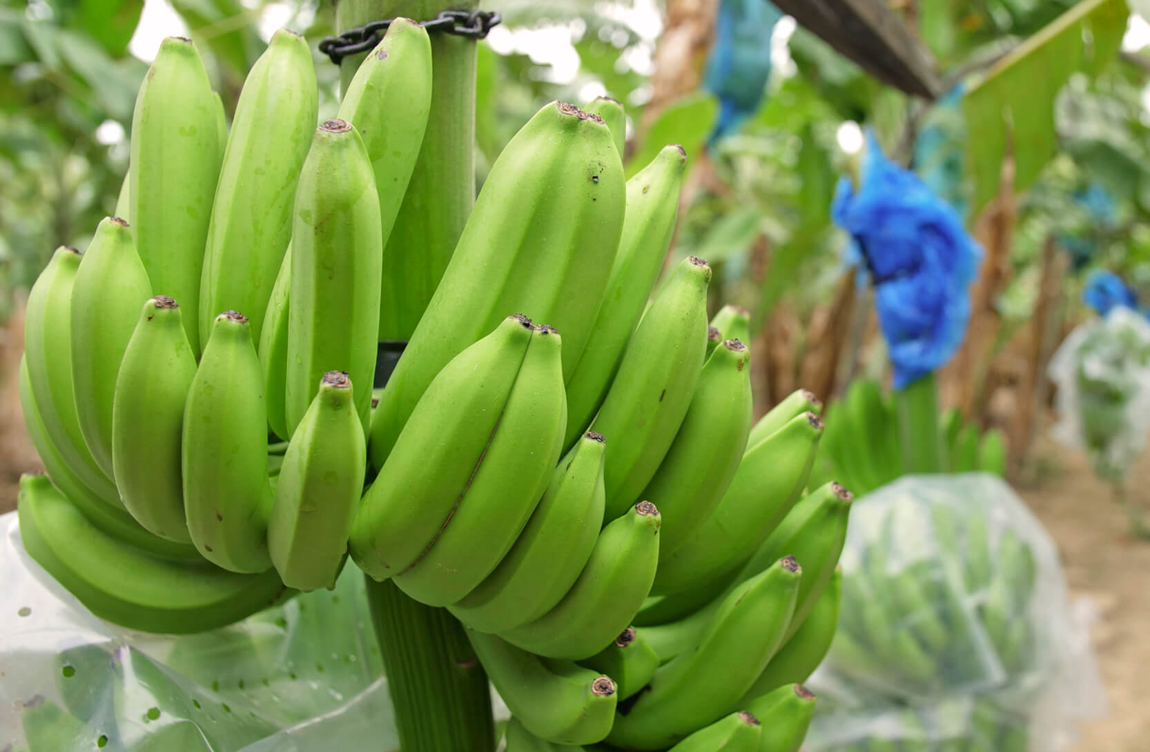 Reilun kaupan tuottajien olot ja ympäristön tila paranevat yhteistyöllä. Kuvassa Reilun kaupan banaaneja.