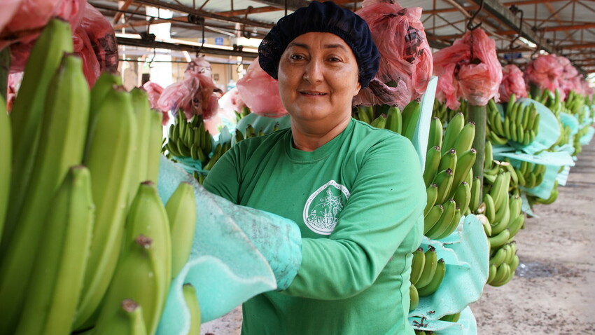 Kuvassa ecuadorilainen banaaniviljelijänainen banaanitertun kanssa