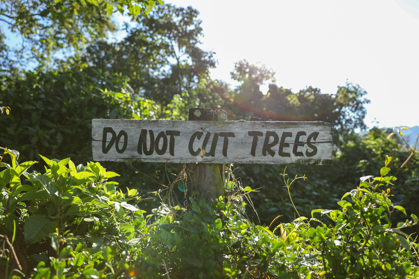 Kuvassa kahviviljelmä Keniassa ja kyltti Do not cut trees