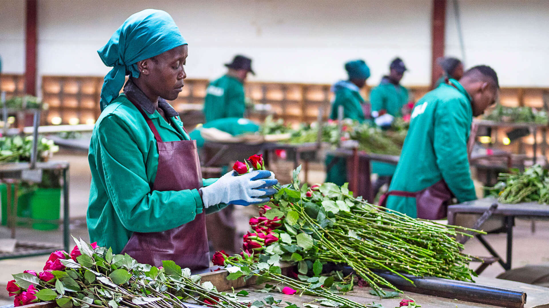 Kukkatilan työntekijä Keniassa ja punaisia ruusuja