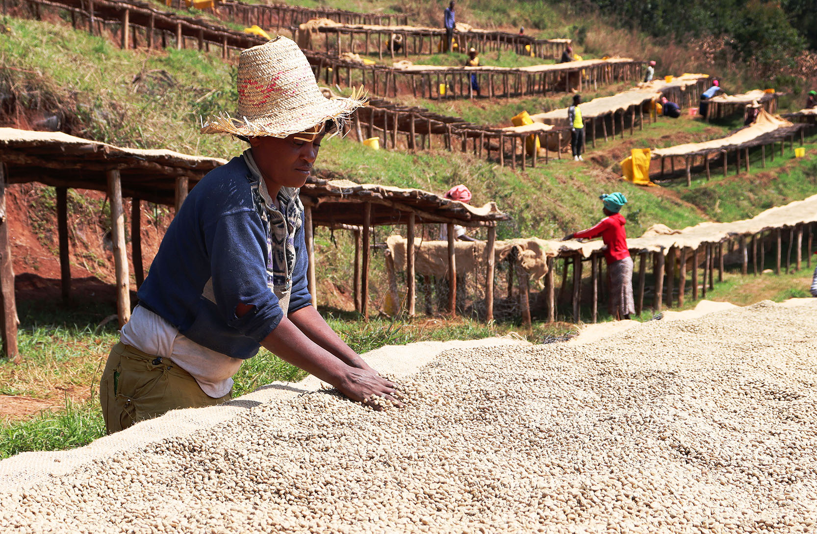 Reilun kaupan kehitysyhteistyöllä tuetaan kahvin viljelijöitä ilmastonmuutokseen sopeutumisessa Etiopiassa.