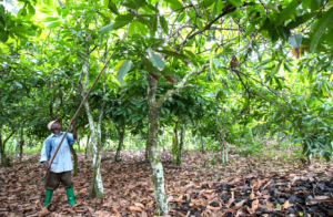 Kuvassa ghanalainen kaakaonviljelijä Steven Owusu poimii kaakaonhedelmiä.