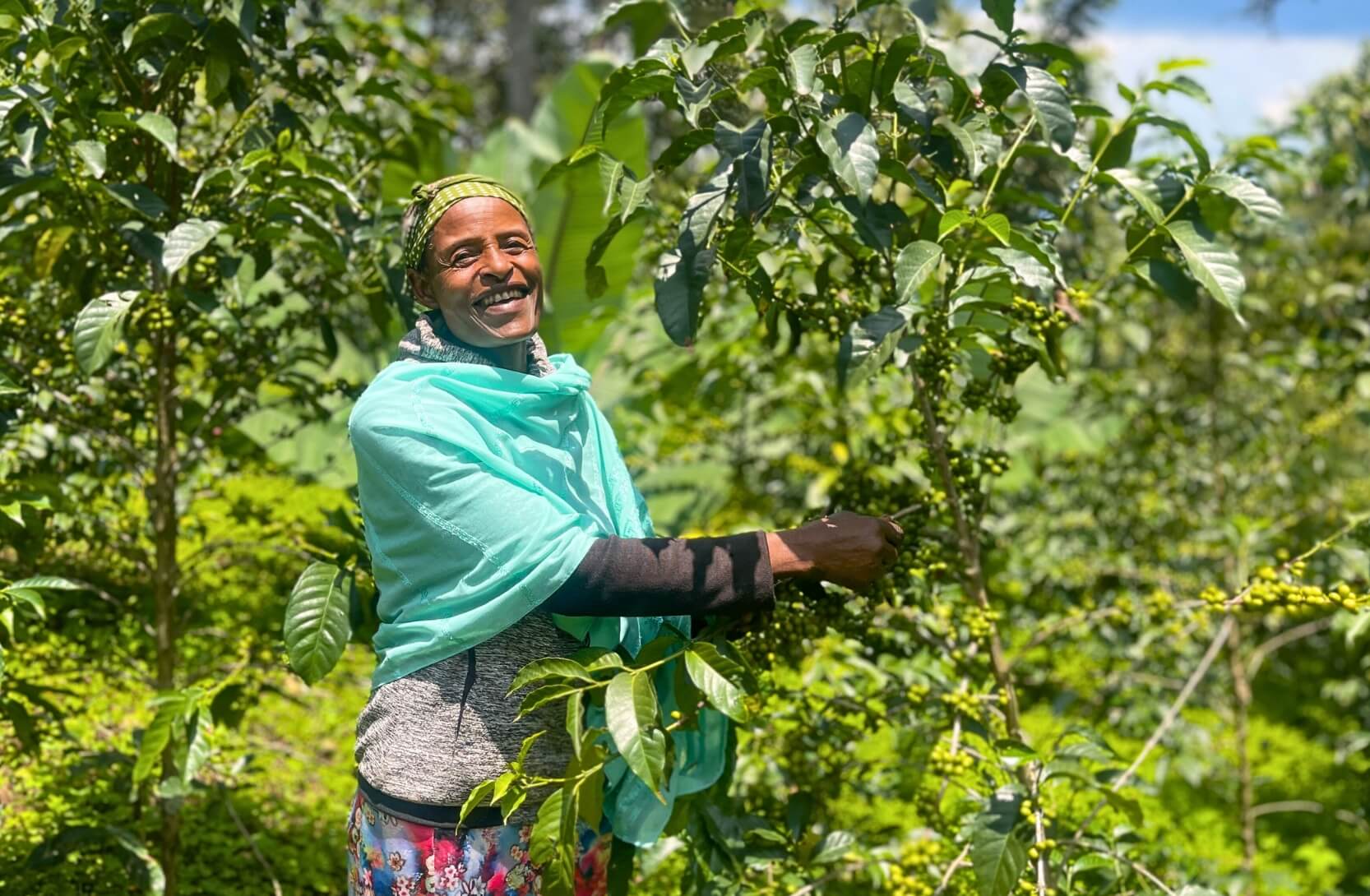 Kahvinviljelijä Werkenesh Dukale poimimassa kahvimarjoja Reilun kaupan kahvitilalla Etiopiassa.
