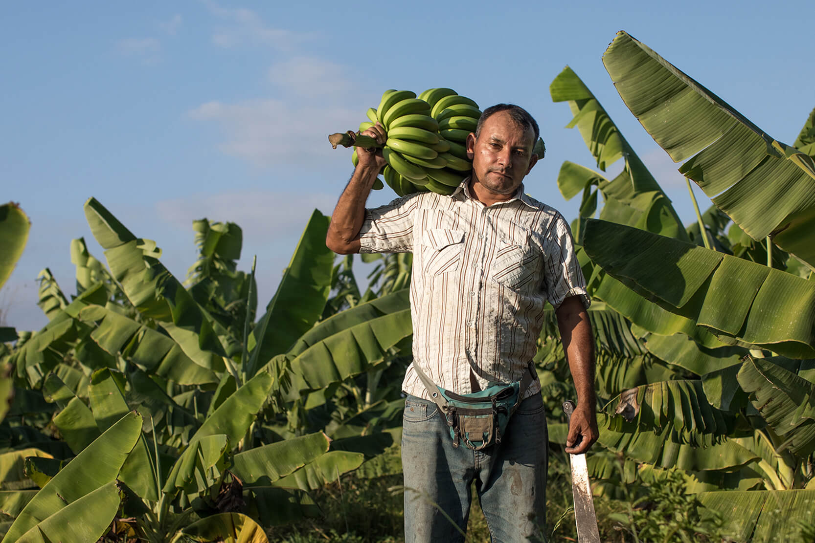 Reilun kaupan banaaninviljelijä suuri banaaniterttu olallaan
