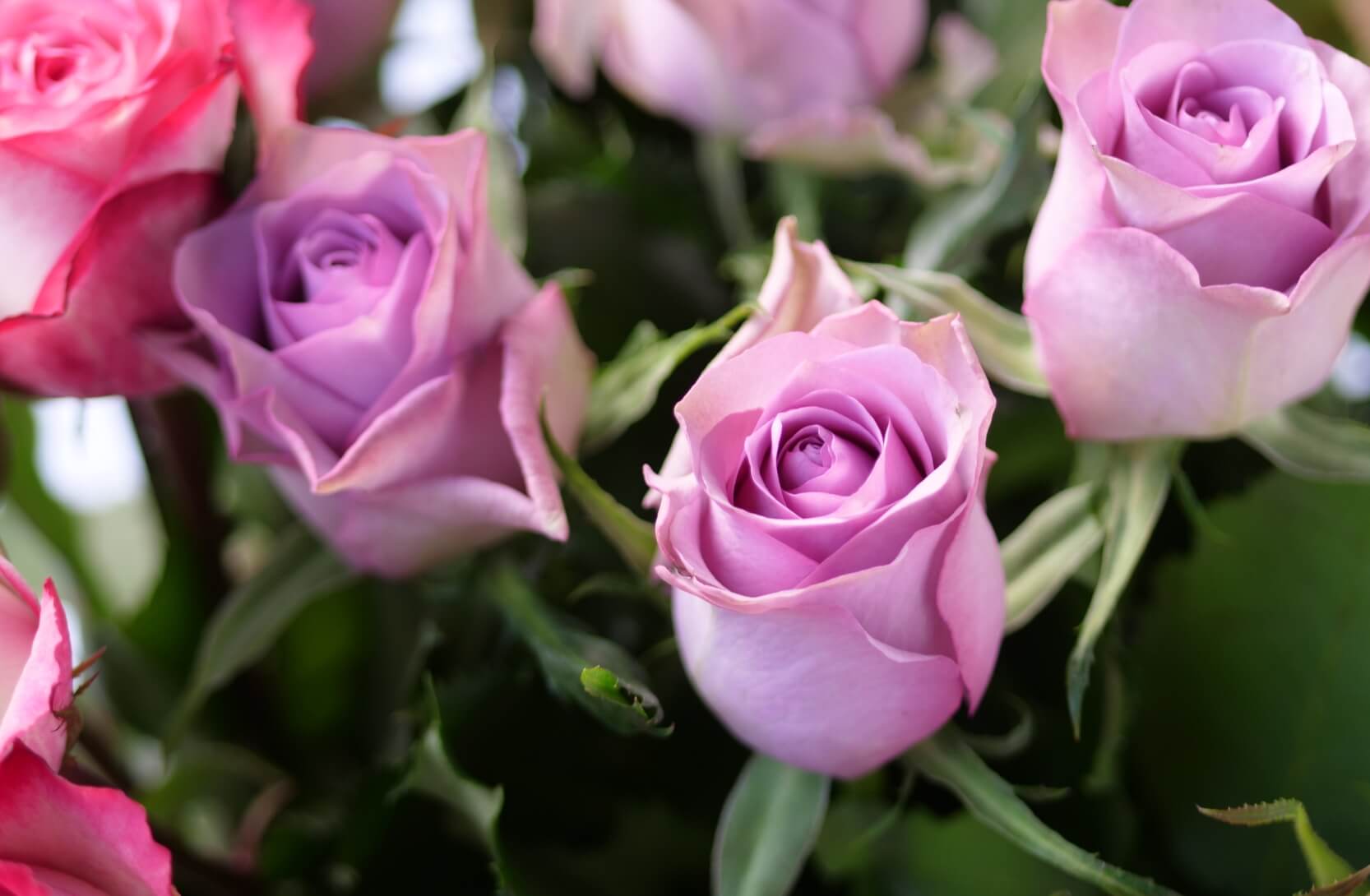 Kuvassa vaaleanpunaisia Reilun kaupan ruusuja