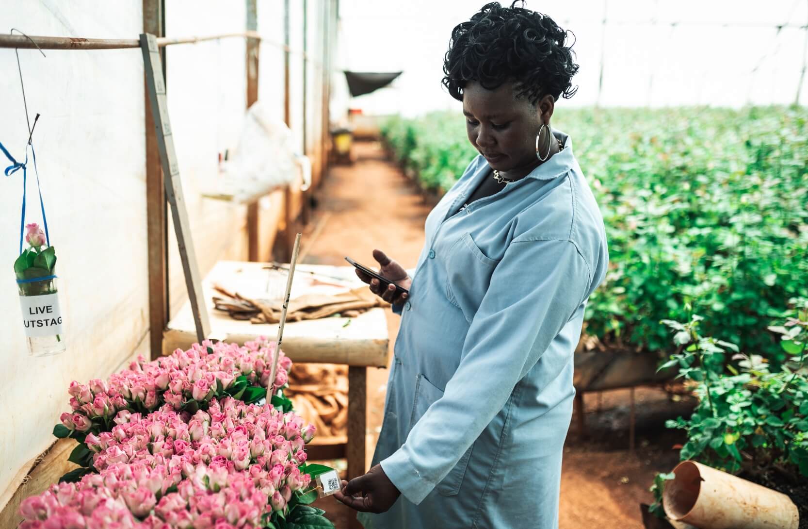 Kenialaisen kukkatilan työntekijä pakkaamassa ruusuja.