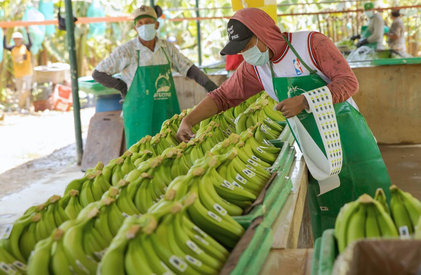Kuvassa Reilun kaupan banaaneita, joita banaanitilan työntekijä tarroittaa. Yhä useampi kauppa Euroopassa on sitoutunut vain Reilun kaupan banaaneihin.