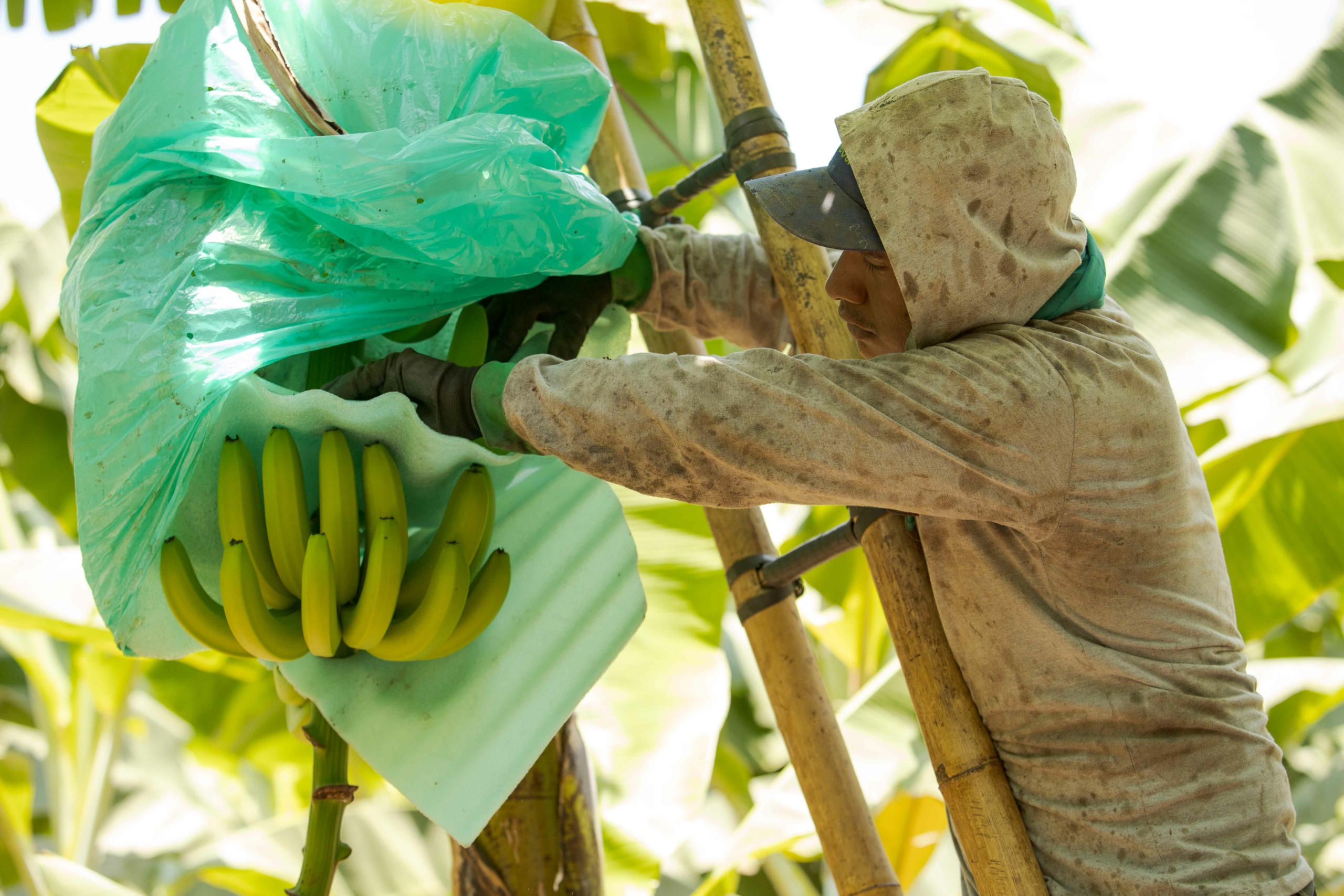 Perulainen banaanityöntekijä irrottaa banaaniterttua puusta.