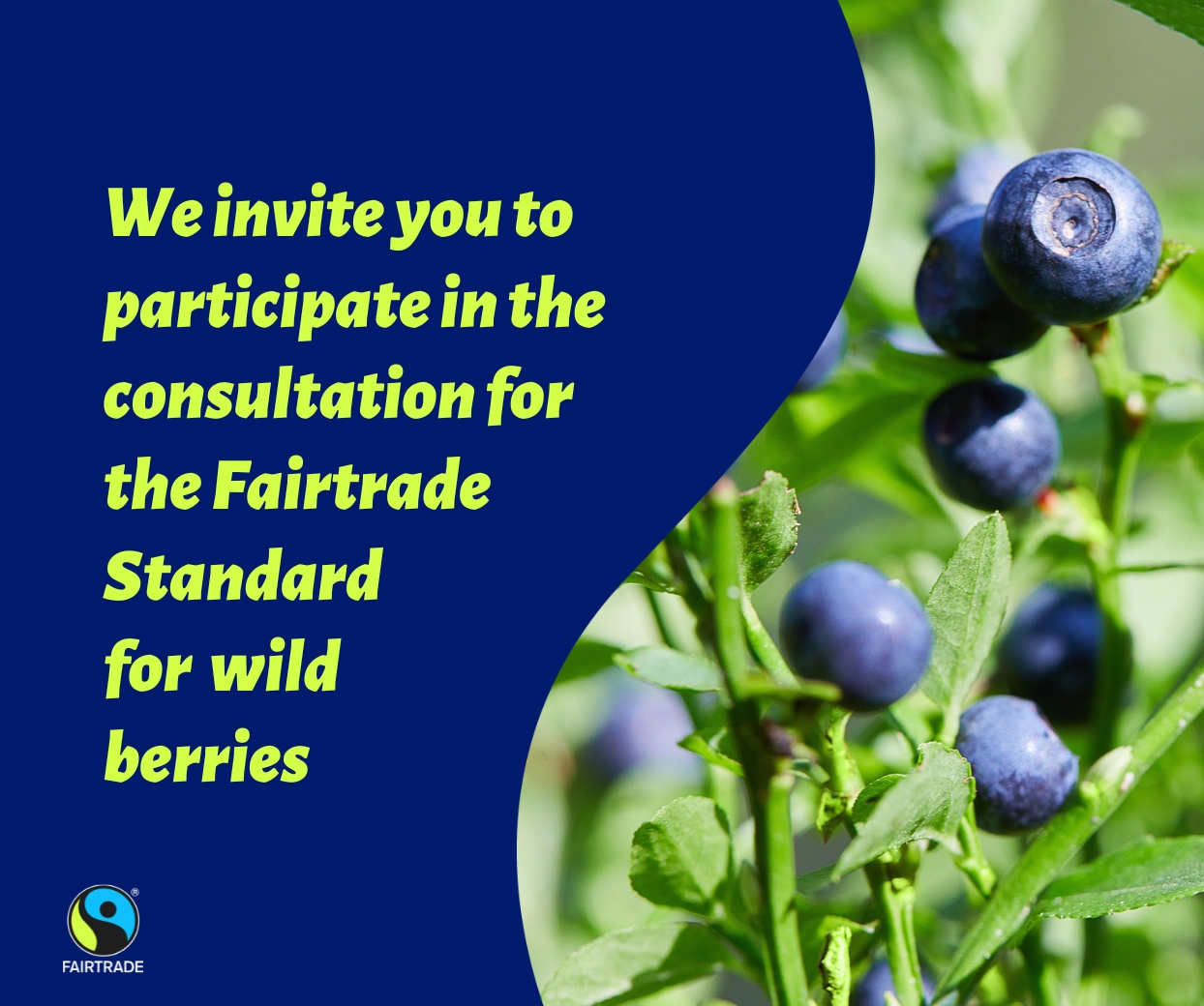 We invite you to participate in the consultation for the Fairtrade Standard for wild berries