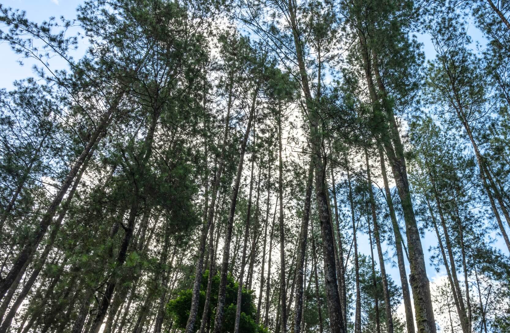 Kuvassa puidenlatvoja. Osuuskunnat noudattavat Reilun kaupan kriteereitä, jotka ohjaavat niitä toteuttamaan EU:n metsäkatoasetuksen vaatimusten mukaisia metsien suojelutoimenpiteitä.