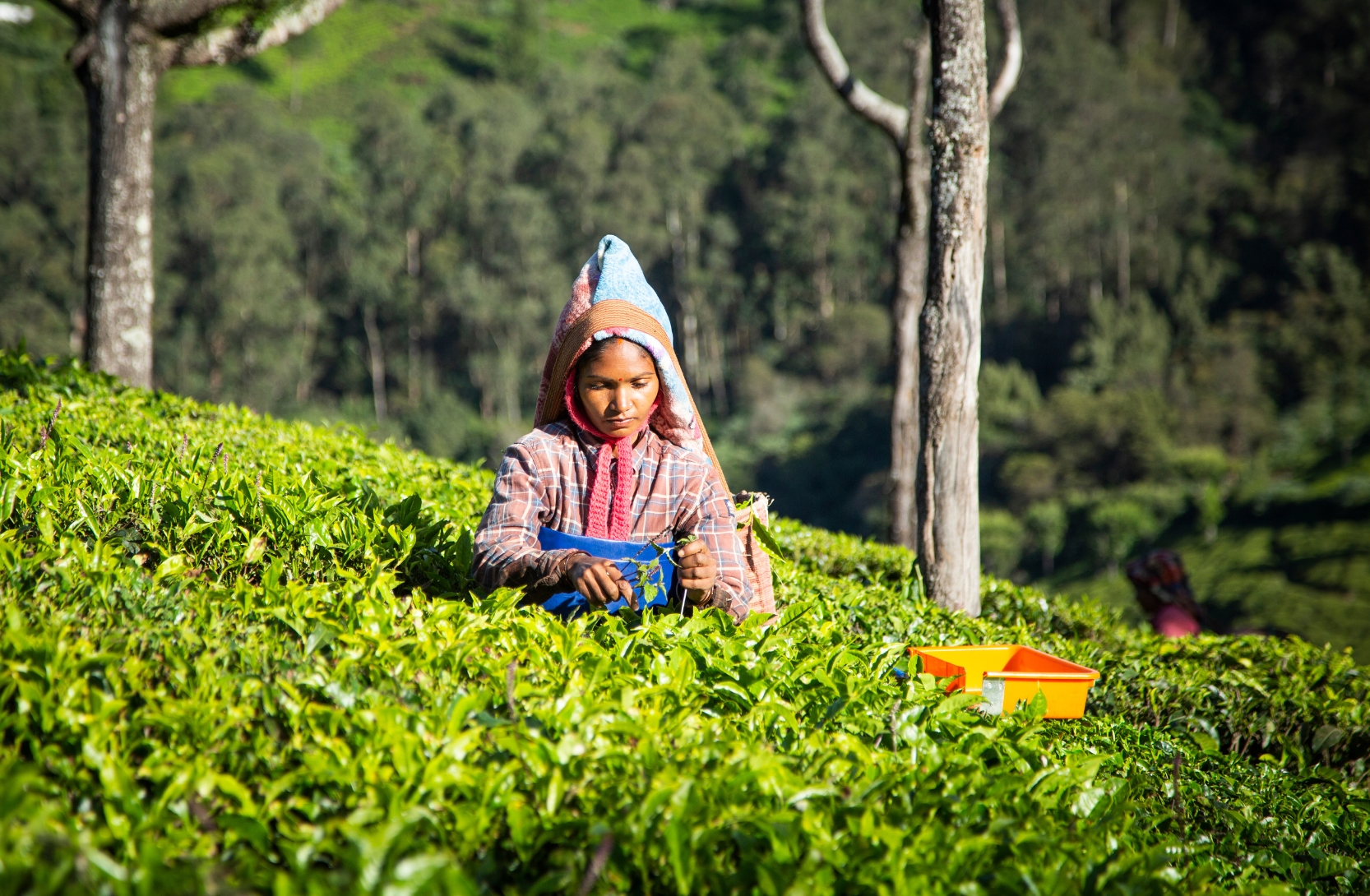 Asha Oraon poimimassa teenlehtiä The United Nilgiri Tea Estates -teetilalla Intiassa. Kuva: Fairtrade NAPP